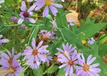 Pet-friendly Gardens: Asters Safe Not Poisonous to Cats & Dogs