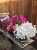white and pink pet safe petunia flowers