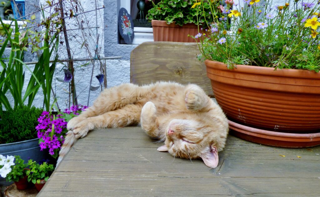 Cat Safe Sensory Garden Ideas: Keeping Your Indoor Feline Stimulated