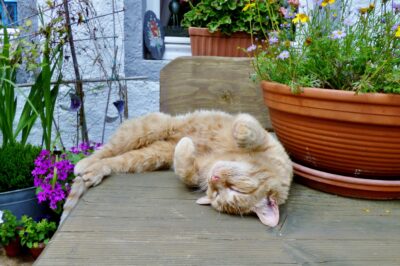 Cat Safe Sensory Garden Ideas: Keeping Your Indoor Feline Stimulated