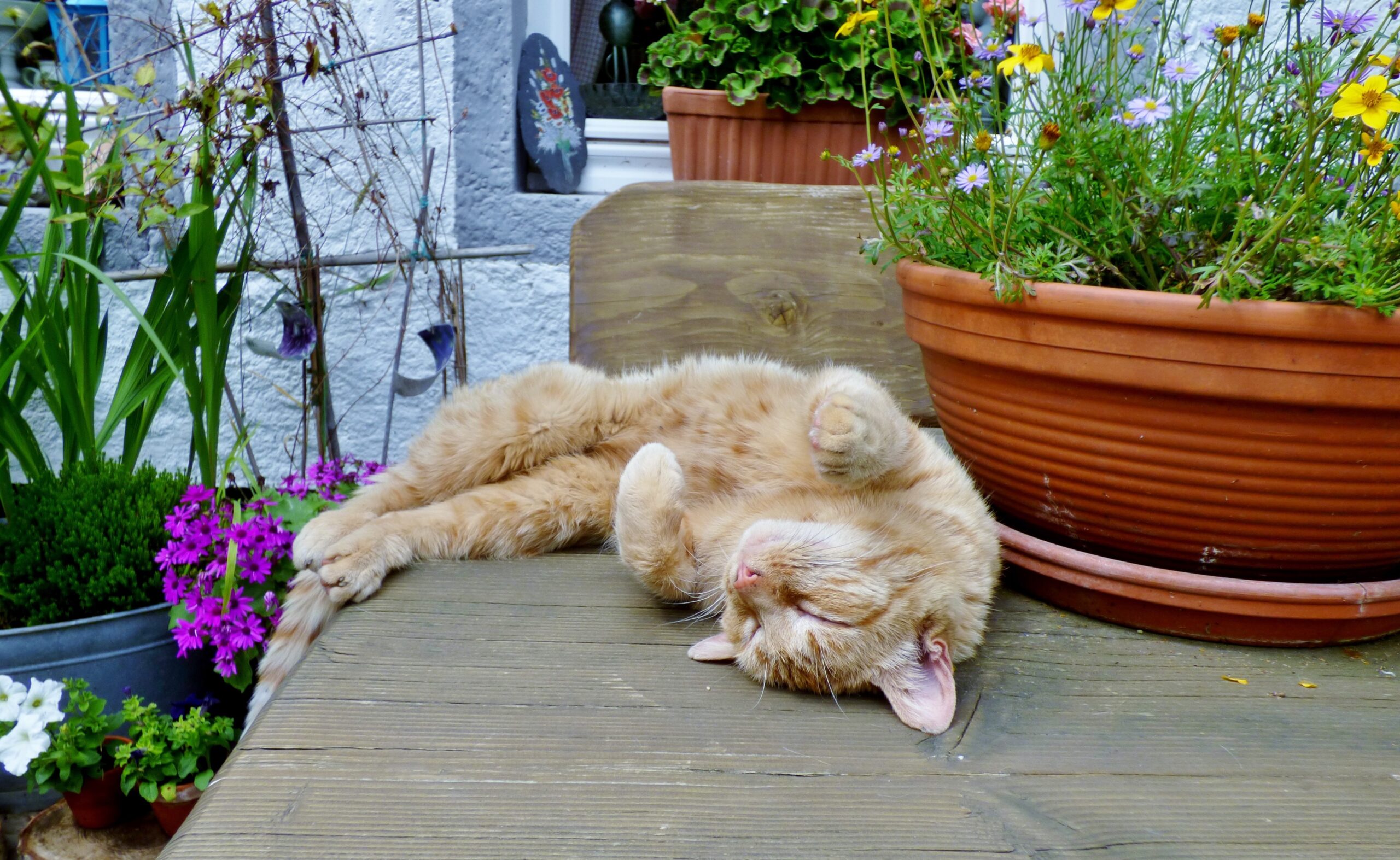Cat Safe Sensory Garden Ideas: Keeping Your Indoor Feline Stimulated