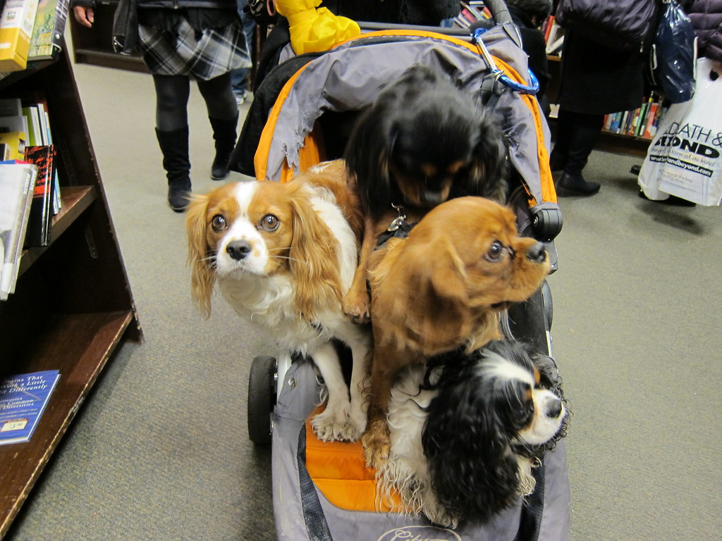 Well-trained Dogs Allowed in Barnes and Noble: Pet-Friendly Tales