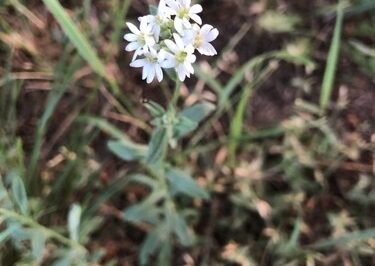 Dog-friendly Gardens: Alyssum Safe for Dogs & Cats