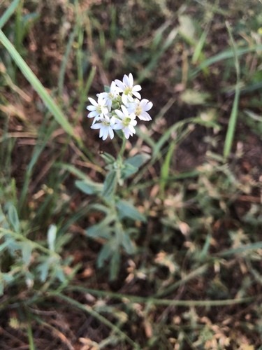 alyssum pet safe CA native