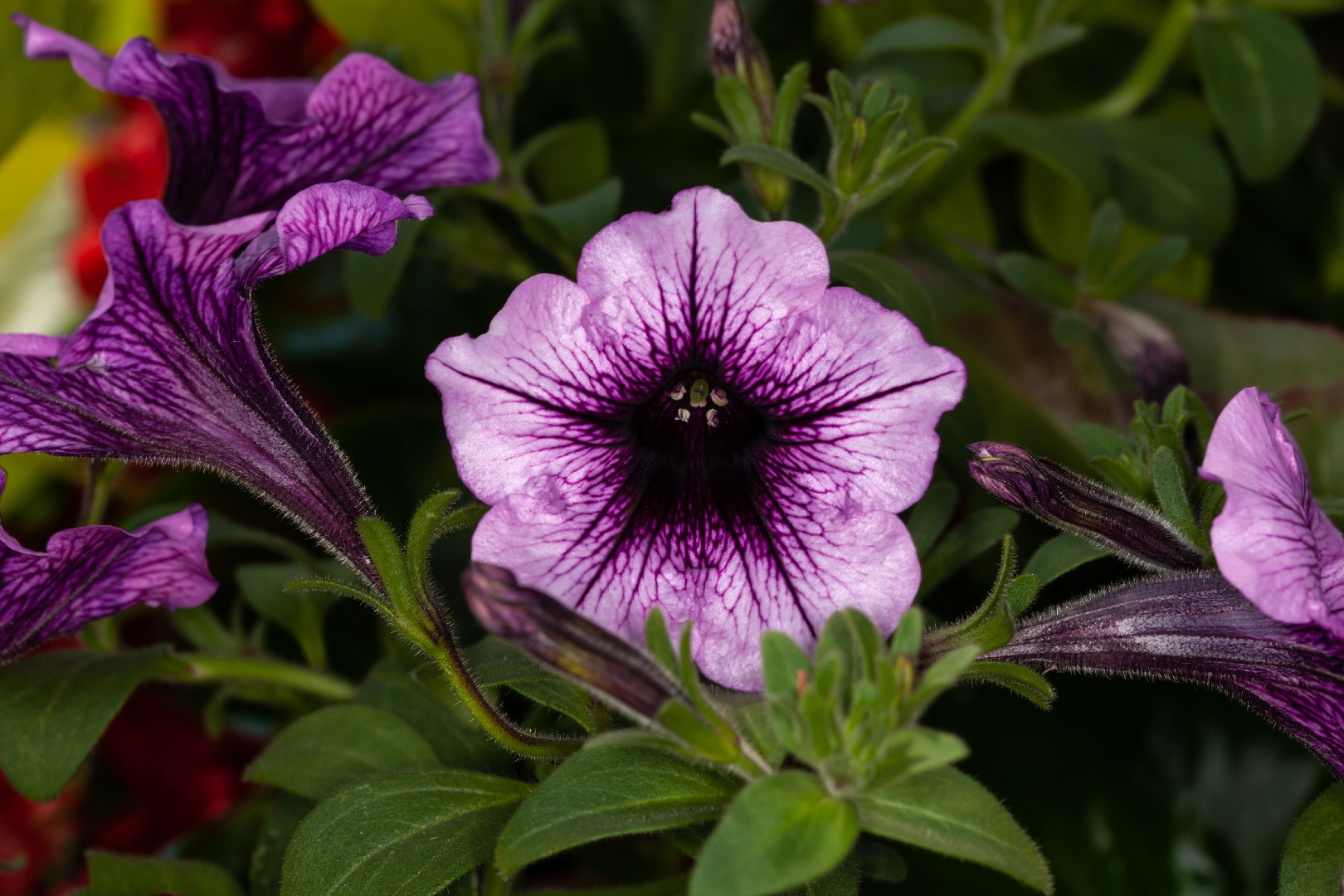 Pet-friendly Plants: Petunias Not Toxic to Dogs and Cats