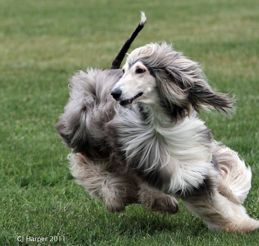 Afghan Hounds Adoption Guide and Breed Info: How to Rescue A Purebred Dog