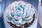 pet safe drought tolerant blue echeveria succulent