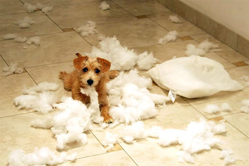 Best Dog Anxiety Relief Toys & Supplements Guide