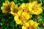 coreopsis pet safe with bright yellow flowers