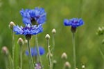 cornflowers pet safe with bright blue, white or pink flowers