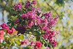 pet safe drought tolerant crape myrtle perfect for Texas