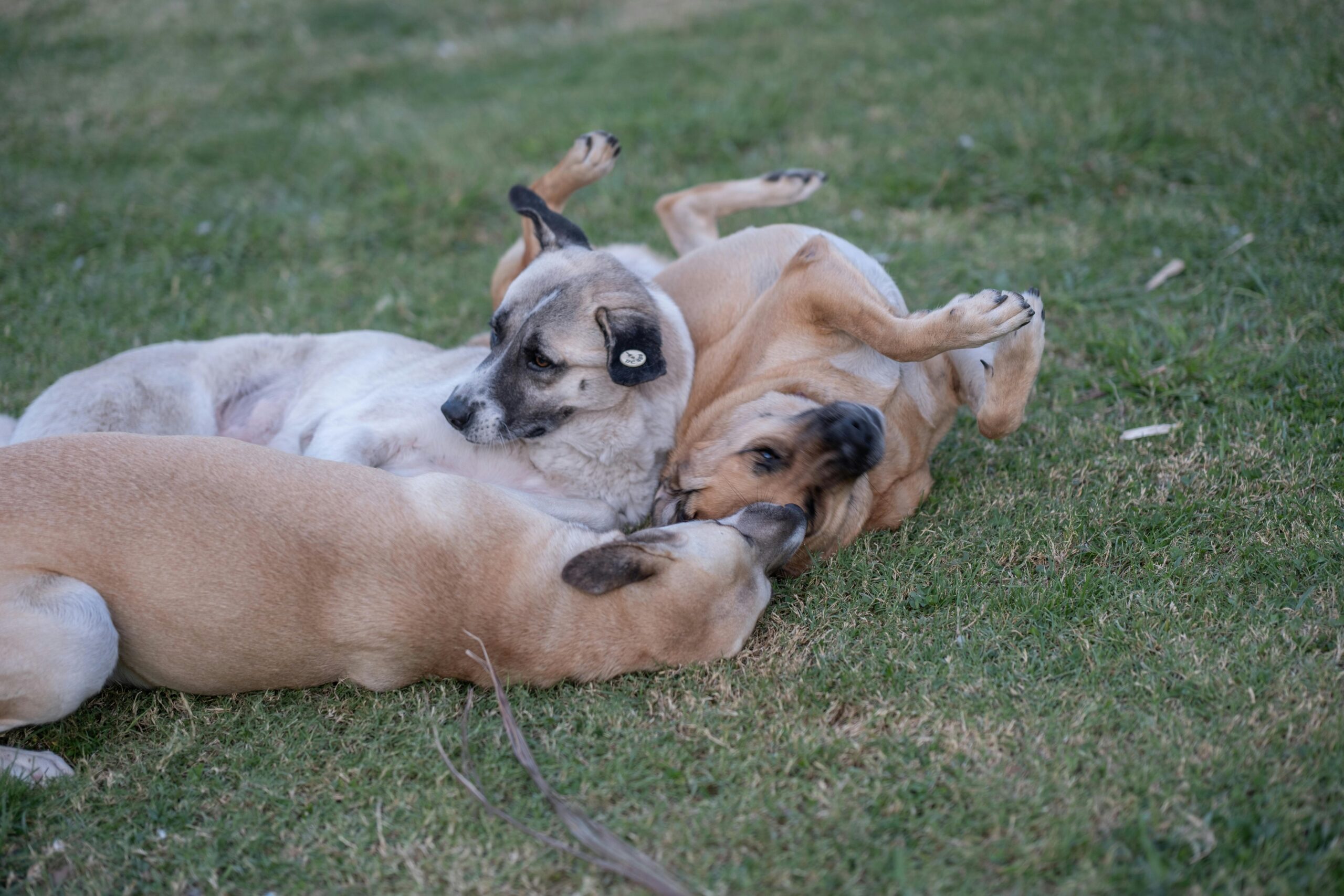 Safe PetFriendly Pesticides Natural vs Commercial Brands Comparison