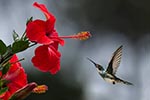 pet safe drought tolerant hibiscus flower perfect for Texas