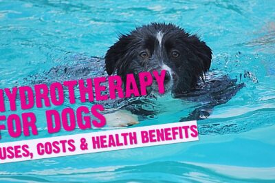 Hydrotherapy for Dogs: Post-op & Injury Recovery