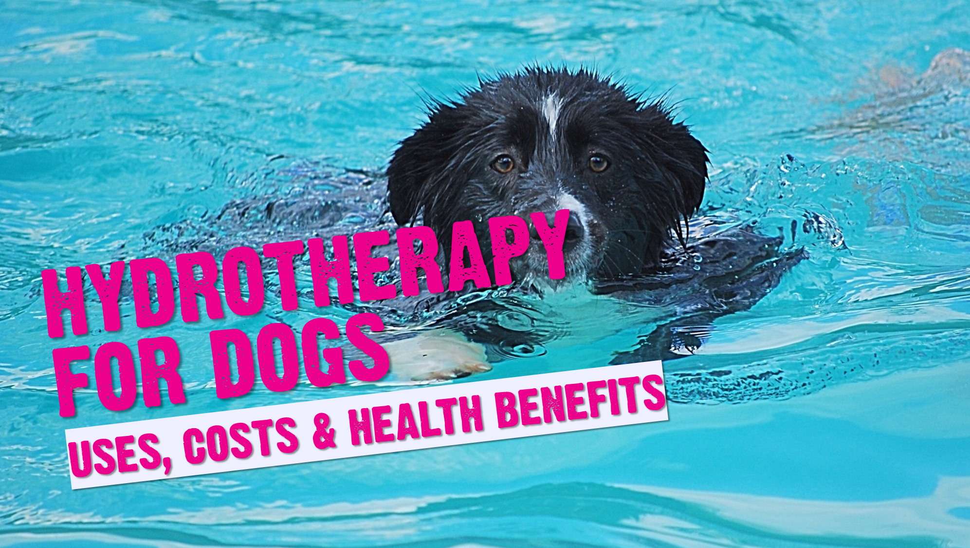 Dog Hydrotherapy: Post-Surgery Rehab Equipment & Recovery Success Stories