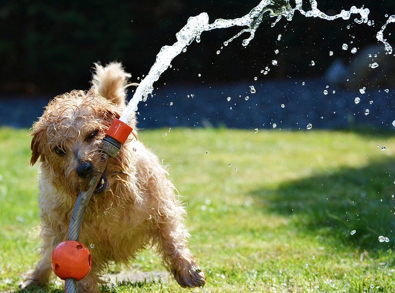 interactive garden games to train and bond with dog