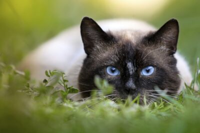 Train Longhair Cat for Happy Life at Pet-friendly ALF: Leash Walking, Grooming & Hairball Control