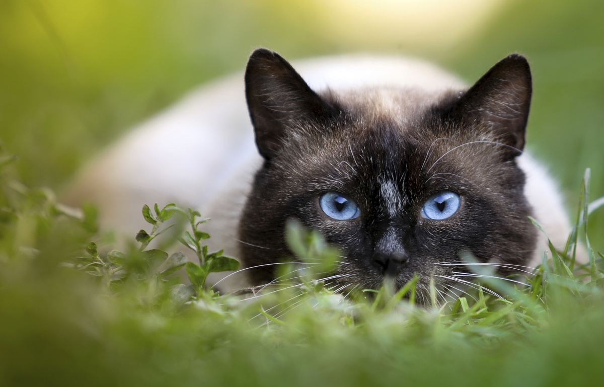 siamese cat crouches in grass treated with cat-safe pesticides and fertilizers