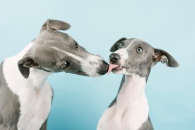 Socialization Tips for Shy Rescue Breeds: Greyhound Training Guide