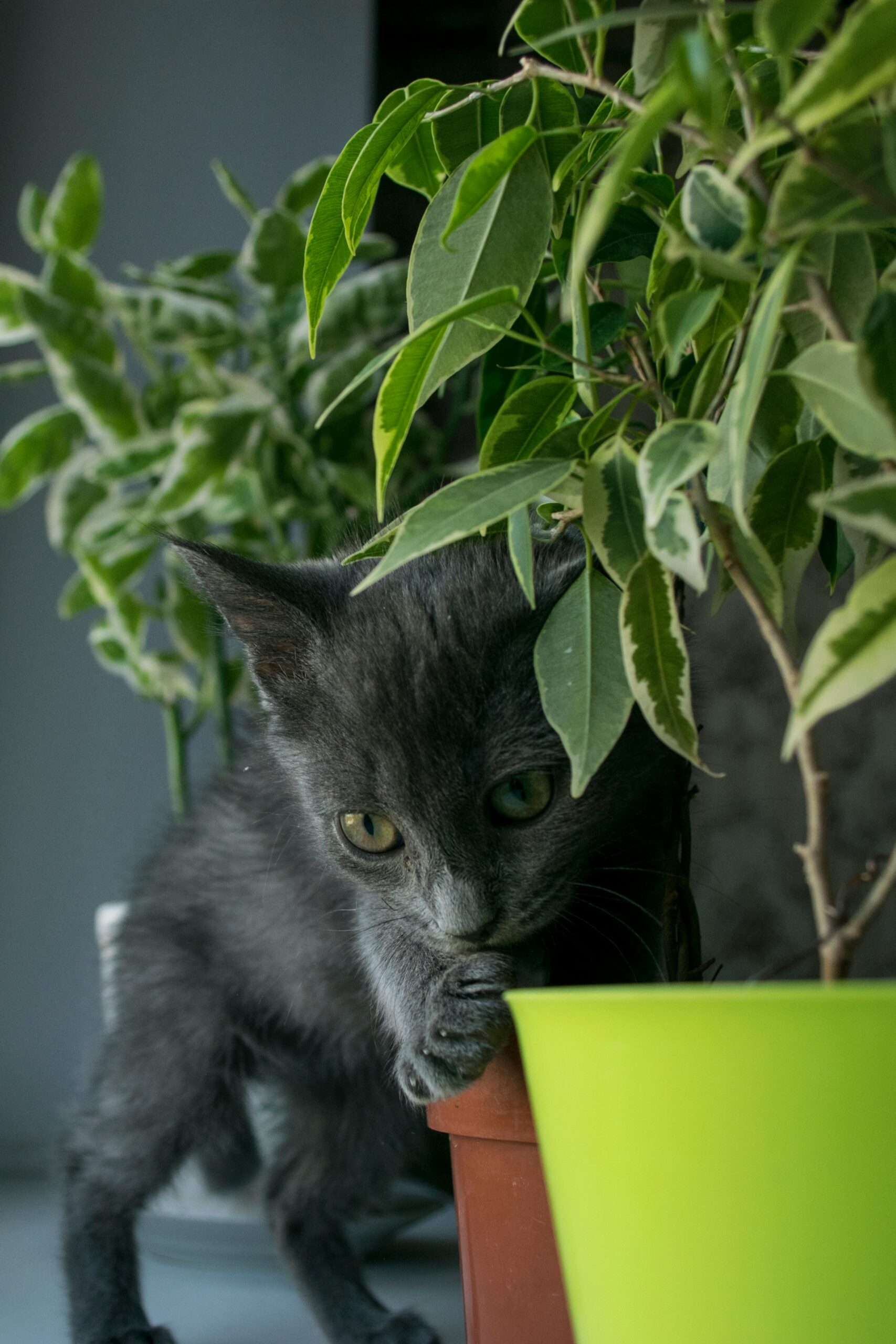 Cat Safe Sensory Garden Ideas: Keeping Your Indoor Feline Stimulated