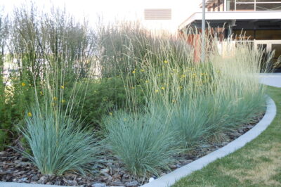 Drought-Tolerant Dog-Safe Plants: Top Hardy Landscaping Options