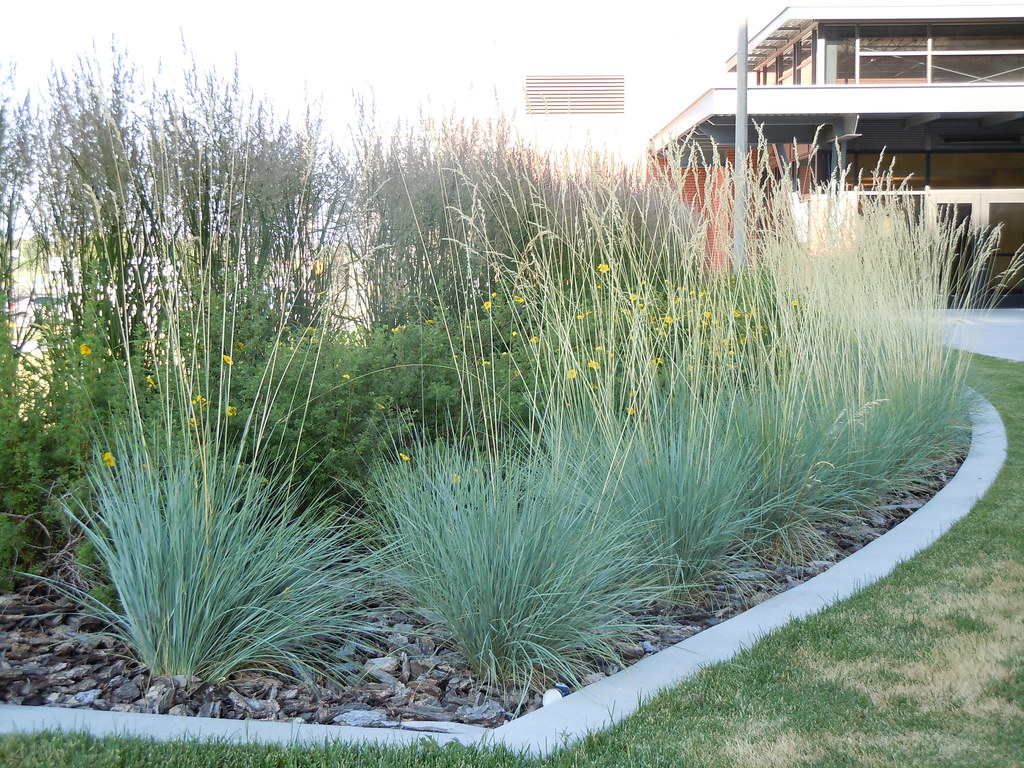 Drought-Tolerant Dog-Safe Plants: Top Hardy Landscaping Options