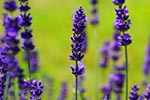 lavender pet safe drought tolerant flower