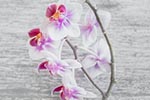 orchids pet safe flower