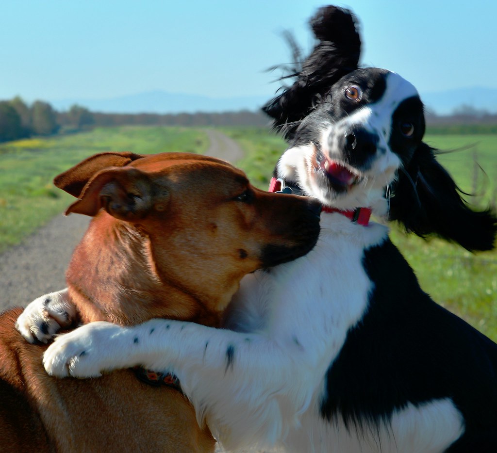 rescue dogs playing in multi dog household