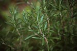 pet safe drought tolerant rosemary shrub perfect for Texas