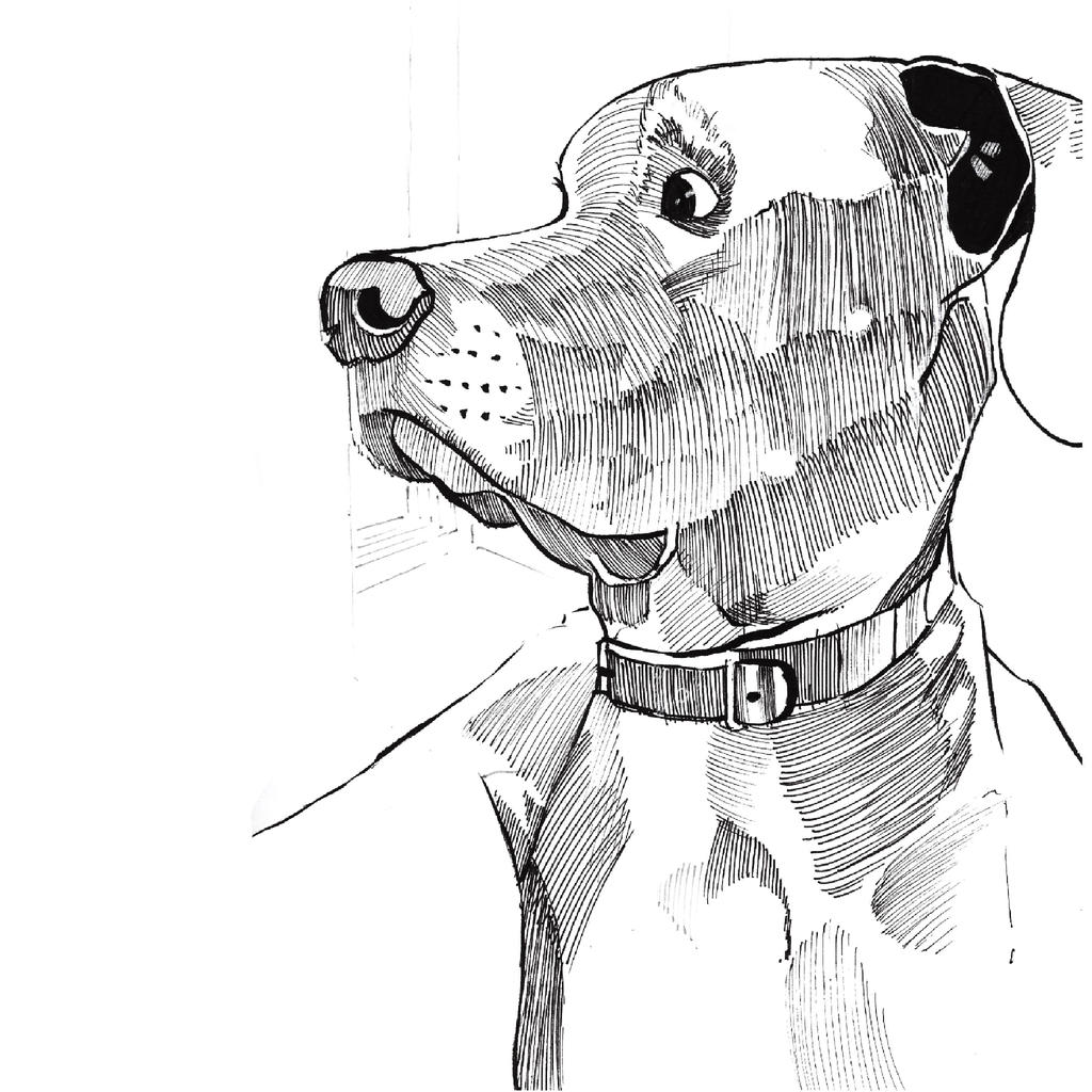 socializing scared rescue dog