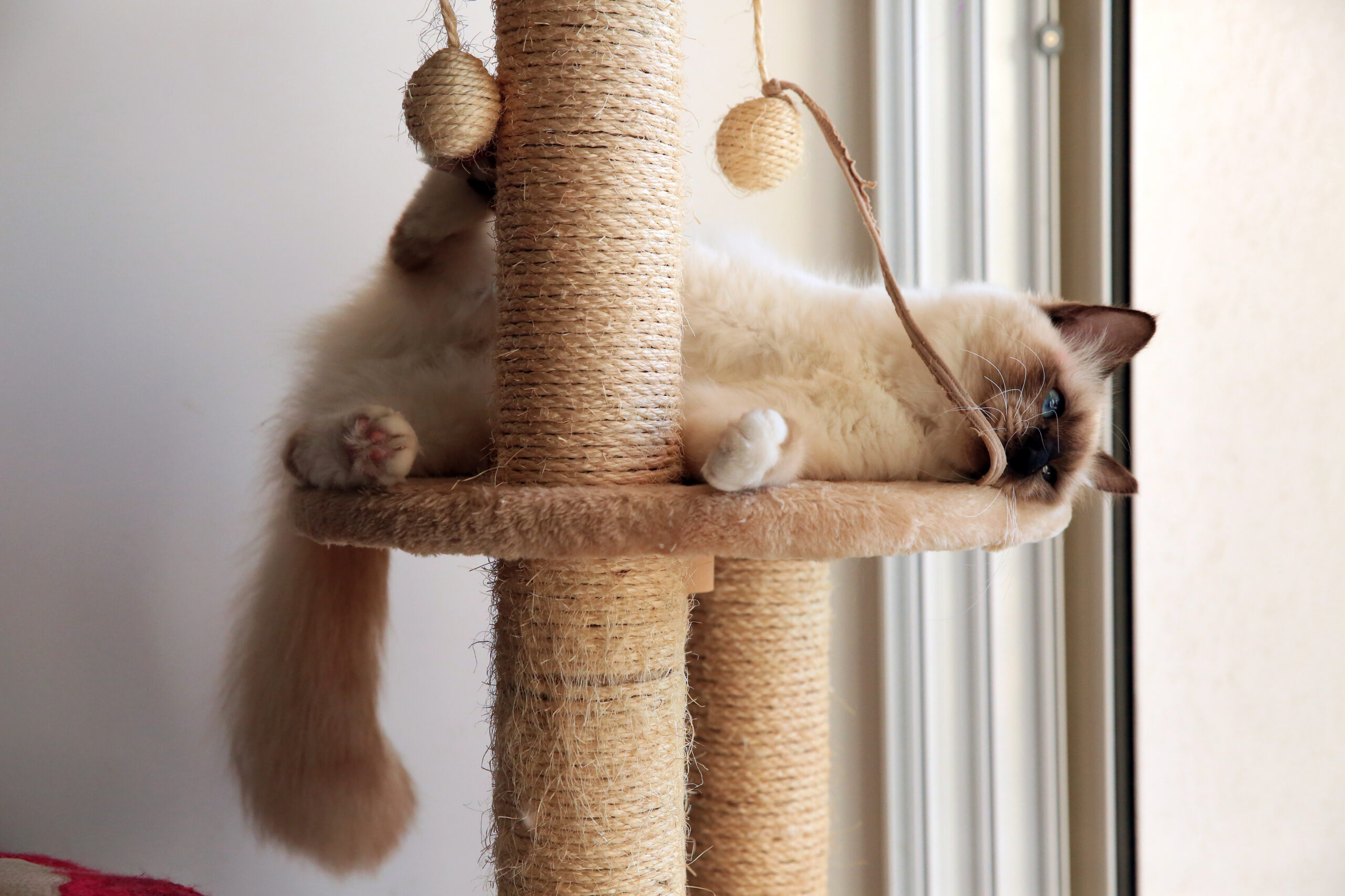 Cat Exercise Tips: Ultimate Indoor Guide for Mental & Physical Health