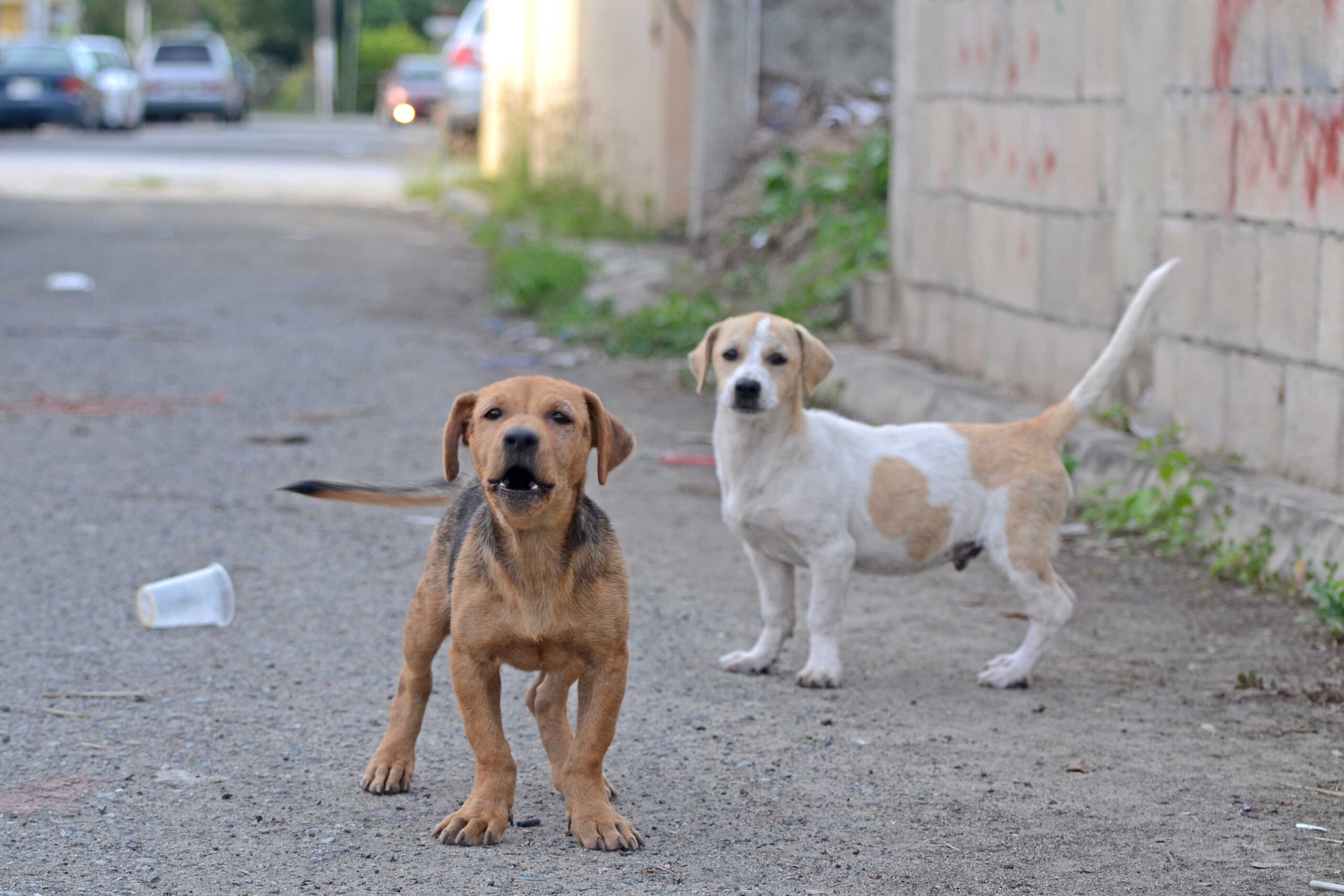 adopting and socializing former street dogs