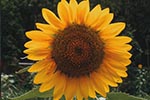 sunflowers pet safe flowers giant and dwarf