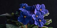 african violet not poisonous to pets