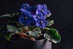 African Violets Are Not Poisonous to Pets Like Cats and Dogs
