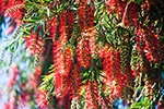 pet safe drought tolerant weeping bottlebrush perfect for Texas