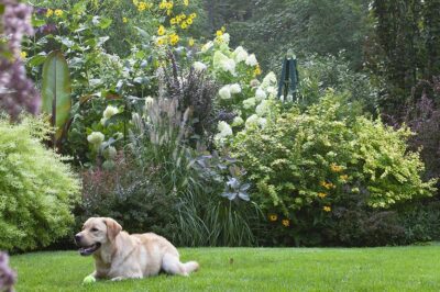 Evergreen Shrubs for Pets: Puppy-Safe Garden Guide for Year-Round Enjoyment