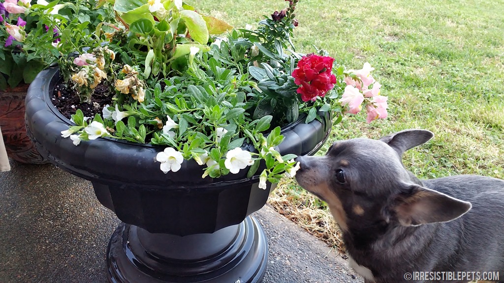 Dog-Friendly Garden Pots: Stop Digging & Cultivate Your Garden Treasures