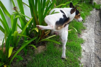 Pet-Friendly Plant Guide & Solutions for Pet Urine Issues