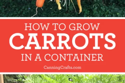 Dog-Friendly Garden Guide: Grow Carrots in Containers for Pet Health & Nutrition