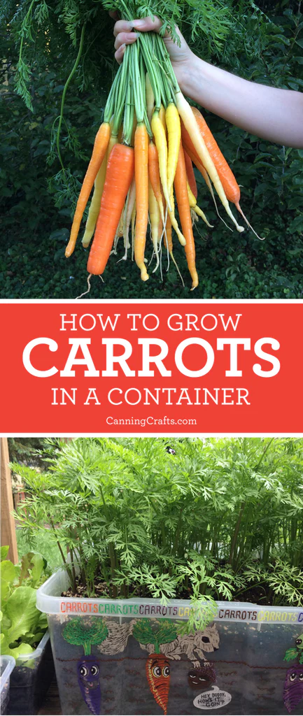 Dog-Friendly Garden Guide: Grow Carrots in Containers for Pet Health & Nutrition