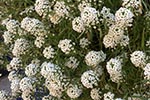 alyssum is not toxic to cats or dogs