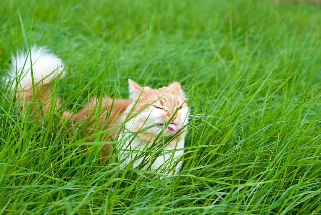 cat safe garden with pet safe fertilizers