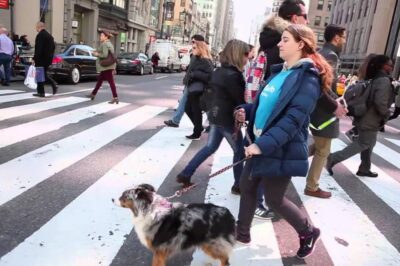 Urban Dog Walking Safety Gear & Traffic Solutions