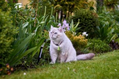 Cat-Friendly Gardens: Choosing Safe Snapdragons Over Toxic Tulips