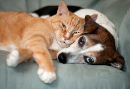 Dog Socialization & Desensitization Guide for Multi-Animal Households & Neighborhoods