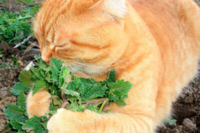 Pet-Friendly Garden Guide: Choosing Catnip Over Toxic Lily of the Valley