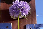 globe gilia is not toxic to cats or dogs. It's a drought tolerant California native plant
