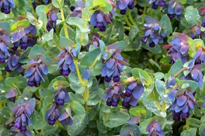 Honeywort for Dogs: Hardy Perennials Play Zone & Urine-resistant Plant Guide